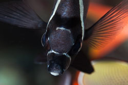 BD-150421-Maldives-7590-Chaetodon-collare.-Bloch.-1787-[Redtail-butterflyfish].jpg